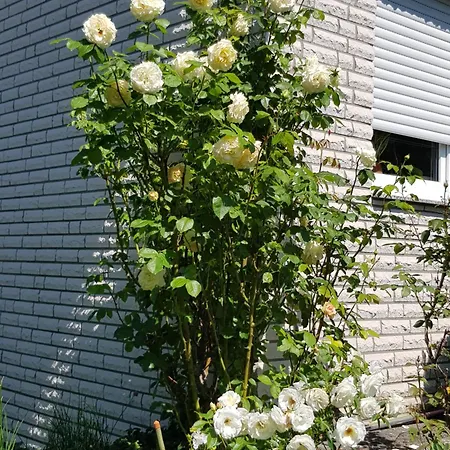 Monschauer Land * Monschau